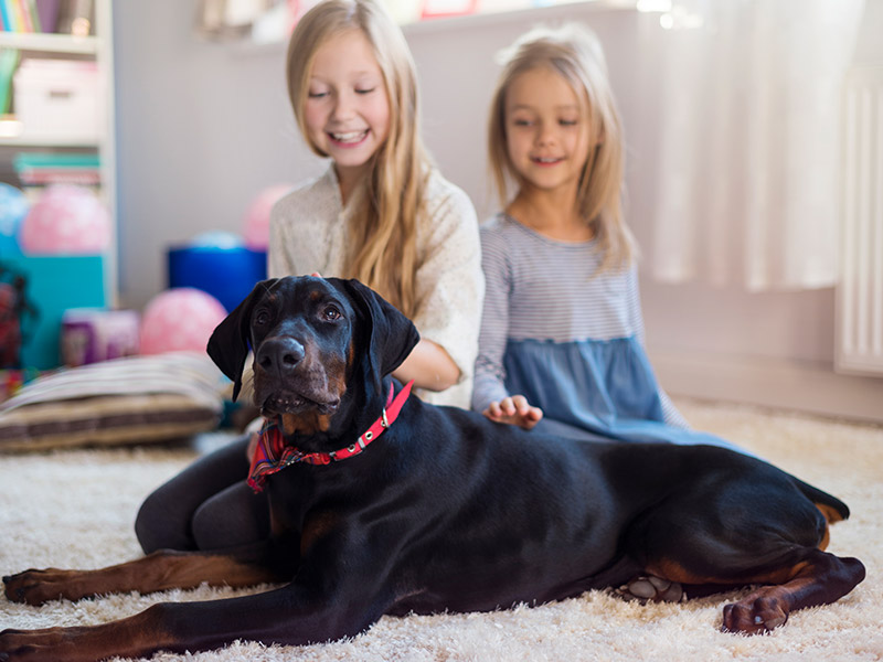 Dogoterapia – jak wspiera terapię dzieci z autyzmem?